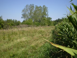 Property photo 7 - 198 +/- Acres offered in 6 Tracts - Real Estate Auction
