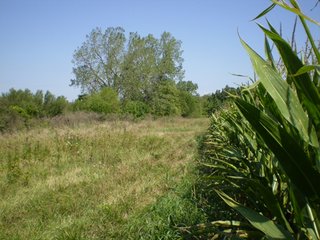 Property photo 5 - 198 +/- Acres offered in 6 Tracts - Real Estate Auction