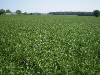 Property photo 19 - 198 +/- Acres offered in 6 Tracts - Real Estate Auction