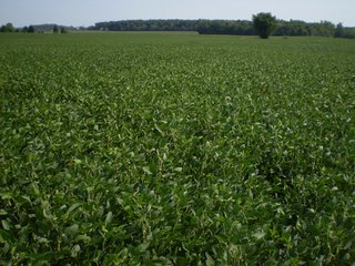Property photo 17 - 198 +/- Acres offered in 6 Tracts - Real Estate Auction