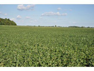 Property photo 3 - 204.5 +/- Acres Offered in 3 Tracts - Farmland Auction