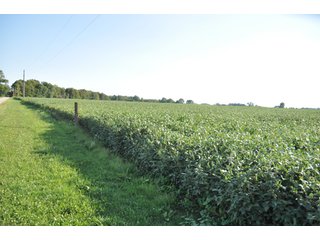 Property photo 11 - 204.5 +/- Acres Offered in 3 Tracts - Farmland Auction