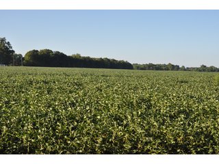 Property photo 9 - 204.5 +/- Acres Offered in 3 Tracts - Farmland Auction