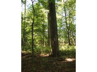 Property photo 1 - 77 Acres Offered in 5 Tracts - Real Estate Auction