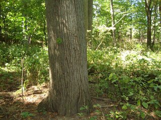 Property photo 4 - 77 Acres Offered in 5 Tracts - Real Estate Auction