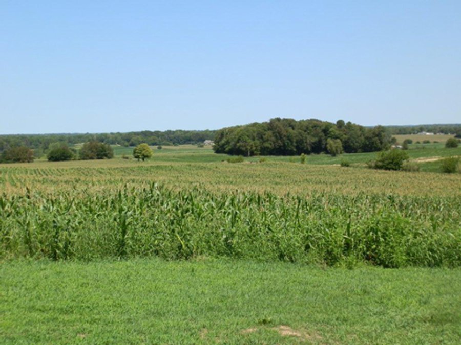 77 Acres Offered in 5 Tracts - Real Estate Auction
