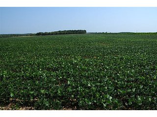 Property photo 10 - 290 +/- Acres Offered in 10 Tracts, Prime Land - Real Estate Auction