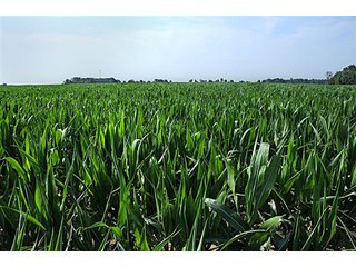 Property photo 21 - 290 +/- Acres Offered in 10 Tracts, Prime Land - Real Estate Auction