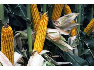 Property photo 45 - Nebraska Land Auction - 1,855 Acres in 16 Tracts