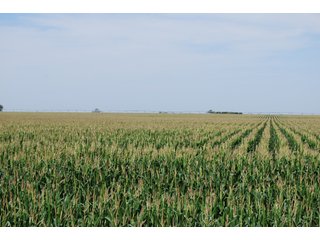 Property photo 5 - Nebraska Land Auction - 1,855 Acres in 16 Tracts