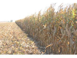 Tract 1 - Harvest - Nebraska Land Auction - 1,855 Acres in 16 Tracts