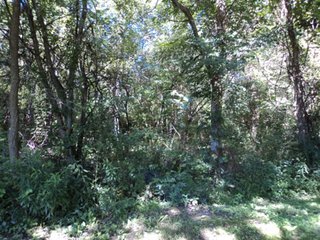 Property photo 40 - 13.3 +/- Acres Offered in 3 Tracts - Real Estate Auction