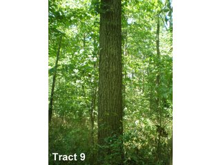 Property photo 3 - 2 Farms, 410 +/- Acres Offered in 11 Tracts
