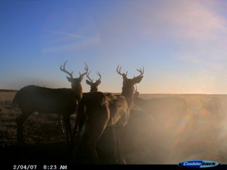 Property photo 34 - 4/S Ranch Land Auction - 5,613 Acres in 3 Tracts - World Class Hunting Property!