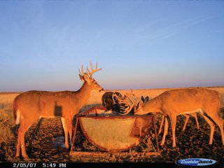 Property photo 24 - 4/S Ranch Land Auction - 5,613 Acres in 3 Tracts - World Class Hunting Property!