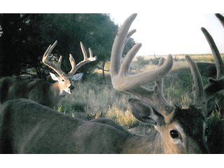 Property photo 32 - 4/S Ranch Land Auction - 5,613 Acres in 3 Tracts - World Class Hunting Property!