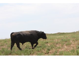 Property photo 25 - 4/S Ranch Land Auction - 5,613 Acres in 3 Tracts - World Class Hunting Property!