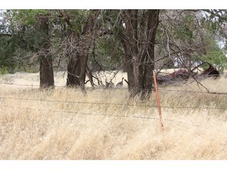 Property photo 17 - 4/S Ranch Land Auction - 5,613 Acres in 3 Tracts - World Class Hunting Property!