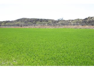 Property photo 5 - 4/S Ranch Land Auction - 5,613 Acres in 3 Tracts - World Class Hunting Property!