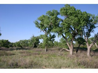 Property photo 4 - 4/S Ranch Land Auction - 5,613 Acres in 3 Tracts - World Class Hunting Property!