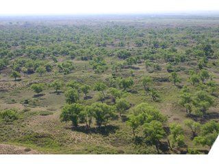 Property photo 20 - 4/S Ranch Land Auction - 5,613 Acres in 3 Tracts - World Class Hunting Property!