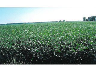 Tract 1 - 299.26+/- Acres Offered in 2 Tract Land Auction