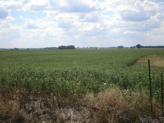 Property photo 1 - 82 +/- Acres Offered in 2 Tracts - Real Estate Auction