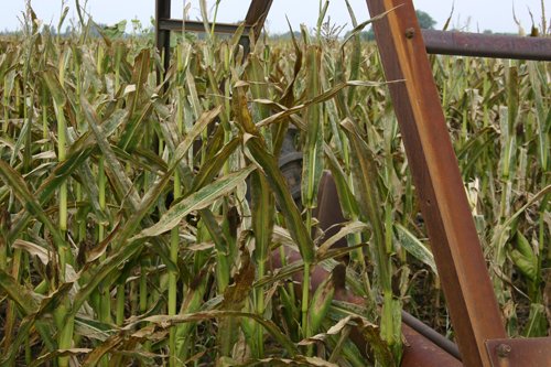 Property photo 215 - 21 Multiple Span Irrigation Pivots, Offered Individually or Combination - Irrigation Equipment Auction
