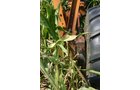 Property photo 209 - 21 Multiple Span Irrigation Pivots, Offered Individually or Combination - Irrigation Equipment Auction