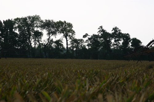 Property photo 76 - 21 Multiple Span Irrigation Pivots, Offered Individually or Combination - Irrigation Equipment Auction