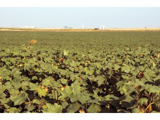 Tract 4 - Kansas FarmLand Auction - 2,717 Acres in 8 Tracts - Mostly Irrigated Farmland