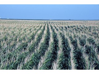 Property photo 2 - Kansas FarmLand Auction - 2,717 Acres in 8 Tracts - Mostly Irrigated Farmland