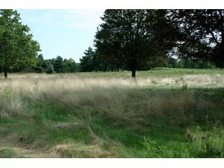 Property photo 43 - 165 +/- Acres Offered in 11 Tracts - Real Estate Auction