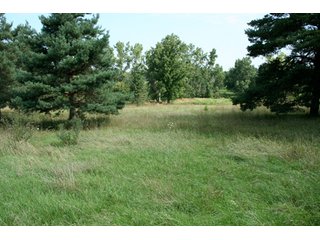 Property photo 40 - 165 +/- Acres Offered in 11 Tracts - Real Estate Auction