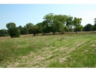 Property photo 6 - 165 +/- Acres Offered in 11 Tracts - Real Estate Auction