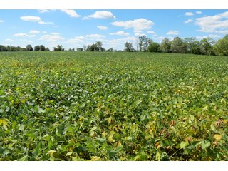 Property photo 8 - 140.2 +/- Acres Offered in 4 Tracts