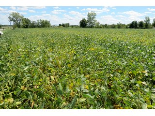 Property photo 10 - 140.2 +/- Acres Offered in 4 Tracts