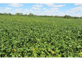 Property photo 5 - 140.2 +/- Acres Offered in 4 Tracts