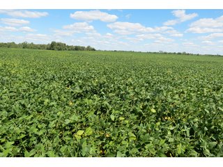 Property photo 14 - 140.2 +/- Acres Offered in 4 Tracts