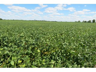 Property photo 17 - 140.2 +/- Acres Offered in 4 Tracts