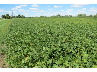 Property photo 12 - 140.2 +/- Acres Offered in 4 Tracts