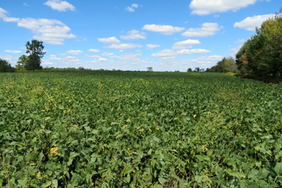 140.2 +/- Acres Offered in 4 Tracts