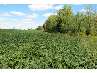 Property photo 16 - 140.2 +/- Acres Offered in 4 Tracts