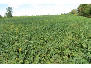 Property photo 1 - 140.2 +/- Acres Offered in 4 Tracts