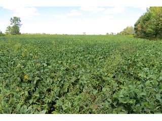 Property photo 11 - 140.2 +/- Acres Offered in 4 Tracts