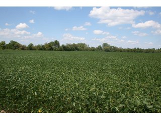 Property photo 2 - 140.2 +/- Acres Offered in 4 Tracts