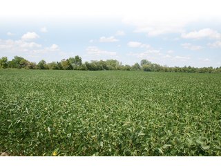 Property photo 15 - 140.2 +/- Acres Offered in 4 Tracts