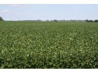 Property photo 7 - 140.2 +/- Acres Offered in 4 Tracts