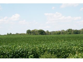 Property photo 4 - 140.2 +/- Acres Offered in 4 Tracts