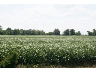 Property photo 6 - 140.2 +/- Acres Offered in 4 Tracts